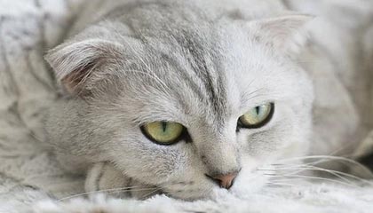 果洛伴游,定制QQ:3494206190微信:act1322